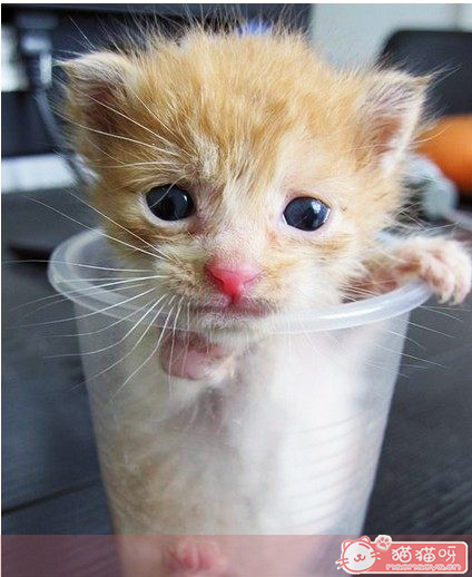 茶杯猫
