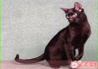 哈瓦那猫(图3)中文学名