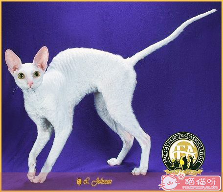柯尼斯卷毛猫图集