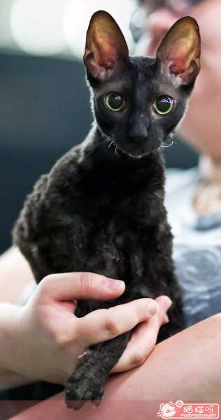 柯尼斯卷毛猫