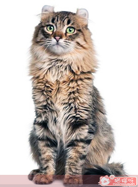 美国卷毛猫