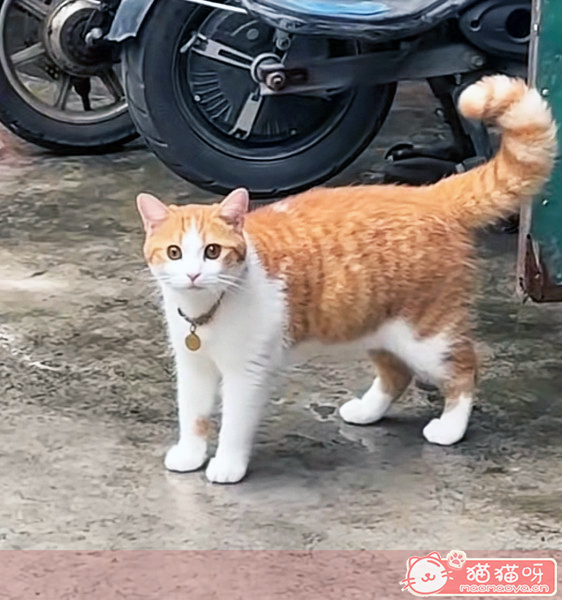 圆脸黄狸猫,此图源于中国街头