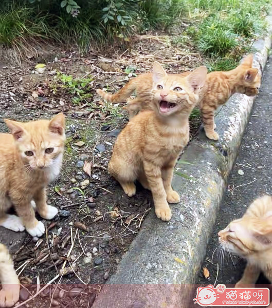 窄脸黄狸猫,此图源于中国街头