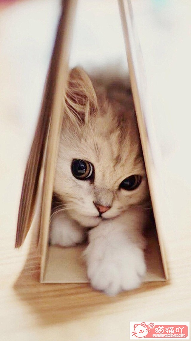 《猫咪死后的正确处理方式》原文配图3