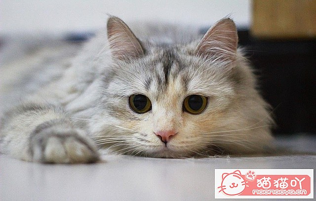 《猫咪死后的正确处理方式》原文配图1