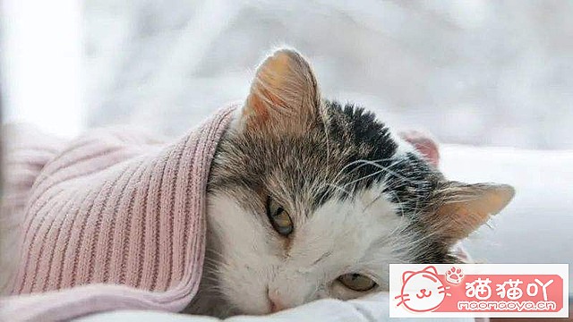 《猫咪死后的正确处理方式》原文配图2