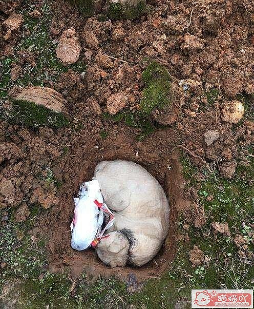 《猫咪死后的正确处理方式》原文配图5