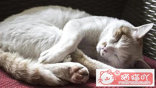 《猫咪死后的正确处理方式》原文配图4