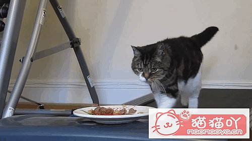 《猫咪死后的正确处理方式》原文配图6