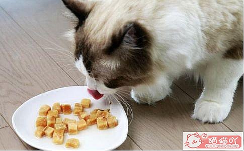 《猫咪死后的正确处理方式》原文配图7