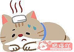 《猫瘟初期的4大症状!》原文配图1