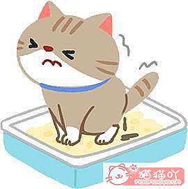 《猫瘟初期的4大症状!》原文配图4