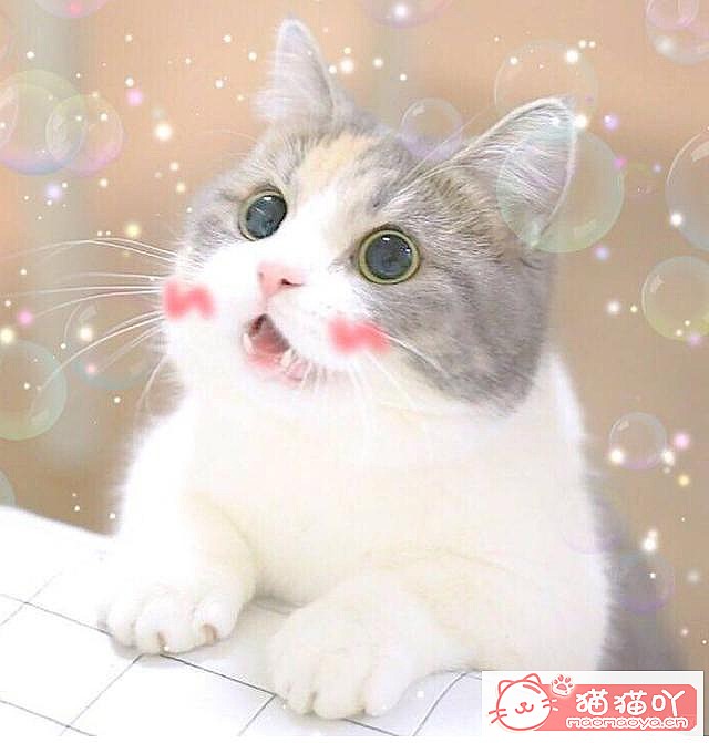 《46个好听的“猫咪名”》原文配图2