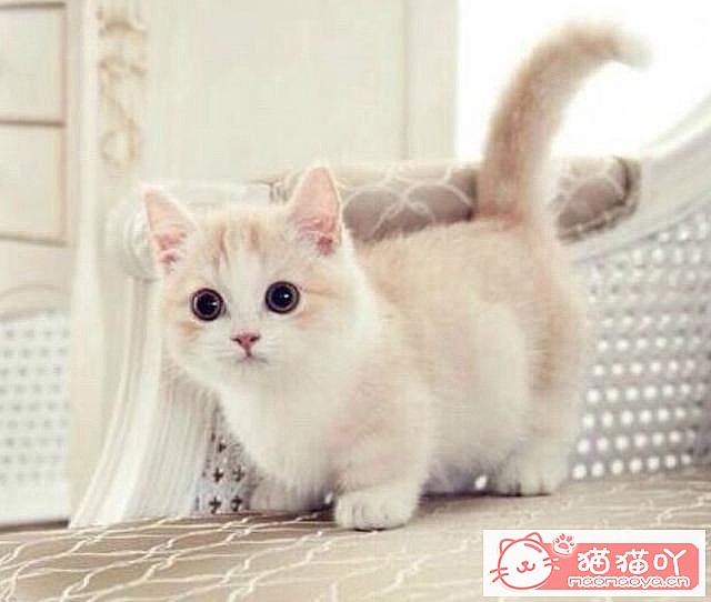 《46个好听的“猫咪名”》原文配图1