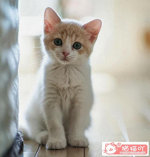 《46个好听的“猫咪名”》原文配图3