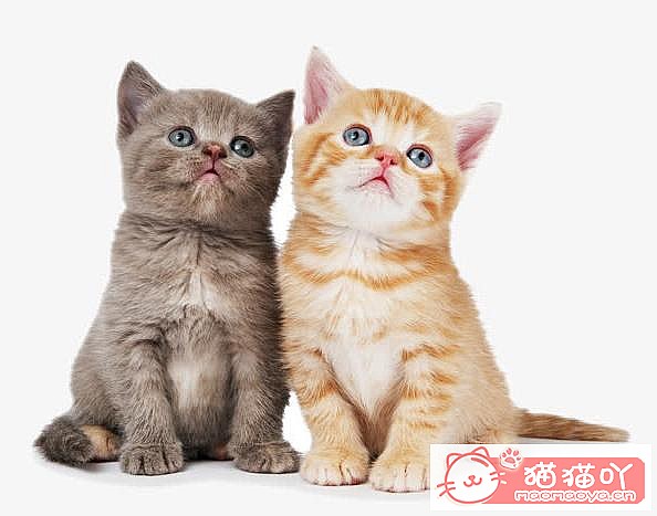 《46个好听的“猫咪名”》原文配图4