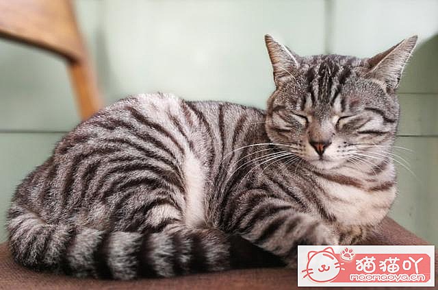 《46个好听的“猫咪名”》原文配图5