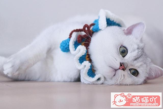 《猫咪取名大法》原文配图1