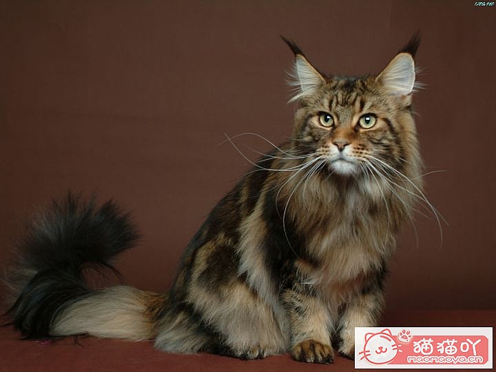 《性格最温柔的6种猫咪》原文配图1