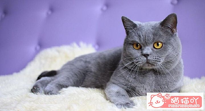 《性格最温柔的6种猫咪》原文配图5