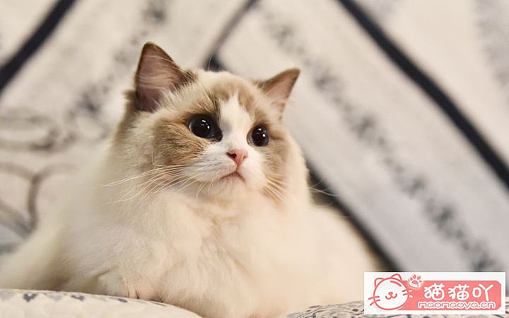 《性格最温柔的6种猫咪》原文配图2