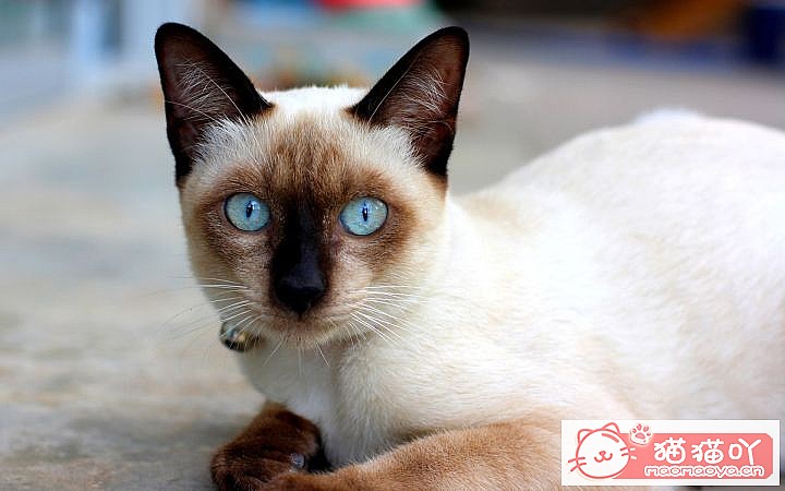 《性格最温柔的6种猫咪》原文配图6