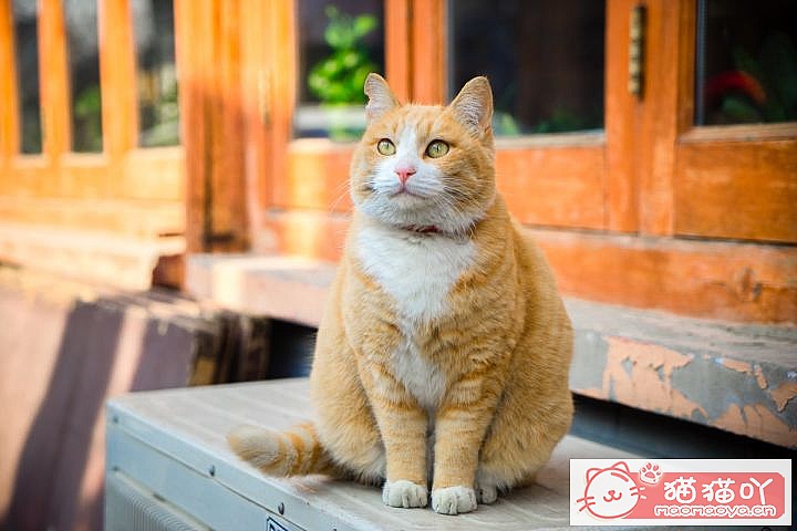 《性格最温柔的6种猫咪》原文配图4