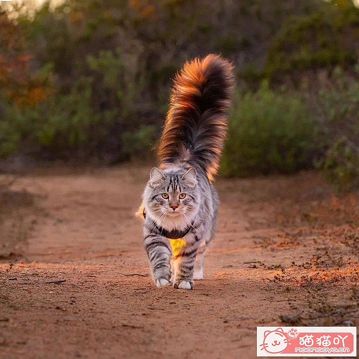 《性格最温柔的6种猫咪》原文配图3