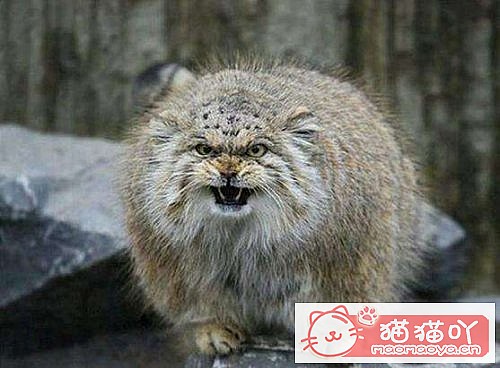 《世界上最凶悍的10种猫排名》原文配图1