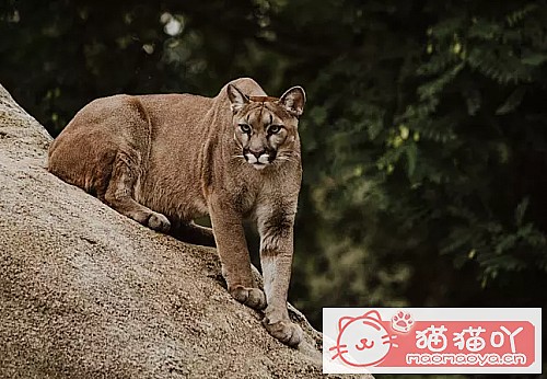 《世界上最凶悍的10种猫排名》原文配图2