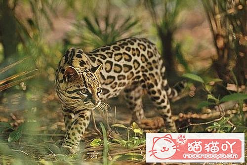 《世界上最凶悍的10种猫排名》原文配图3