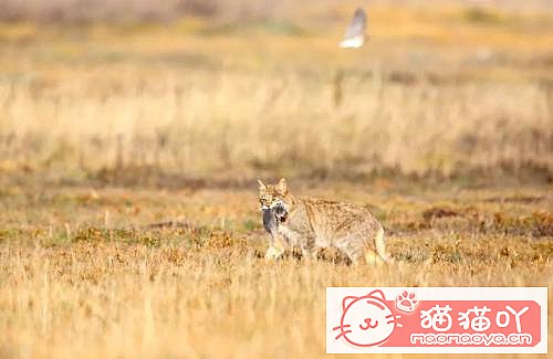 《世界上最凶悍的10种猫排名》原文配图7