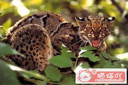 《世界上最凶悍的10种猫排名》原文配图6