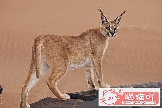 《世界上最凶悍的10种猫排名》原文配图5