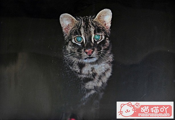 《世界上最凶悍的10种猫排名》原文配图8