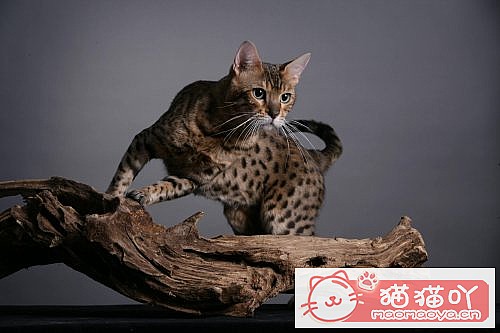 《世界上最凶悍的10种猫排名》原文配图4