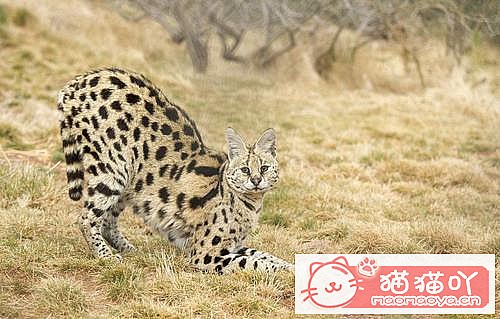 《世界上最凶悍的10种猫排名》原文配图9