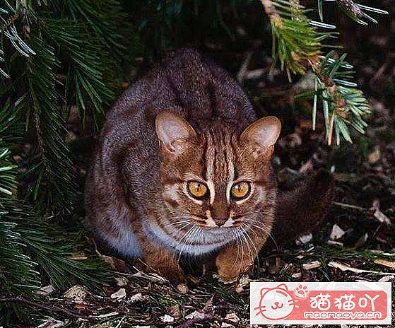 《世界上最凶悍的10种猫排名》原文配图10