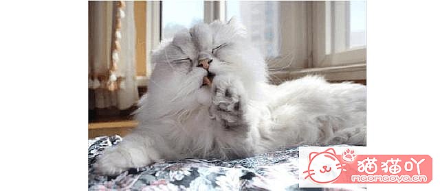 《猫咪为什么喜欢舔毛?》原文配图2