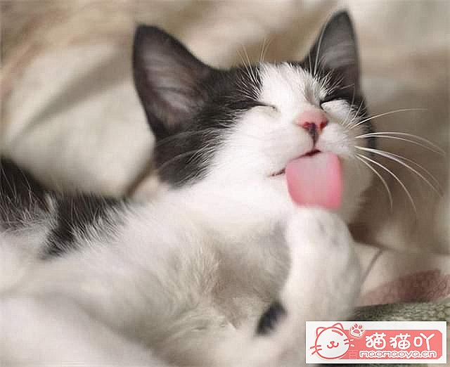 《猫咪为什么喜欢舔毛?》原文配图5