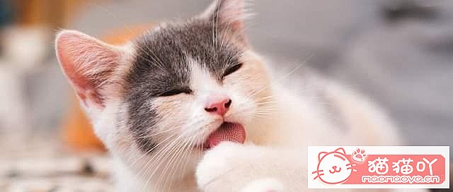 《猫咪为什么喜欢舔毛?》原文配图3