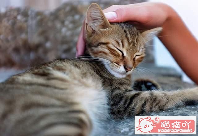 《猫咪为什么喜欢舔毛?》原文配图4