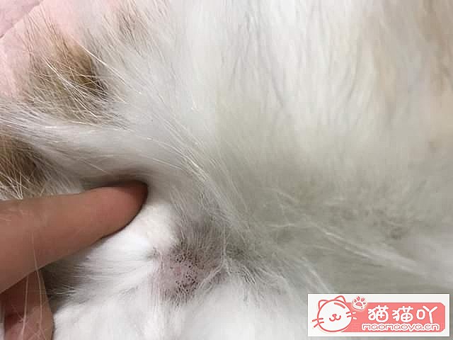 《猫咪为什么喜欢舔毛?》原文配图6