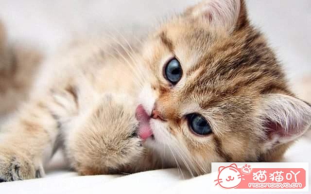 《猫咪为什么喜欢舔毛?》原文配图7