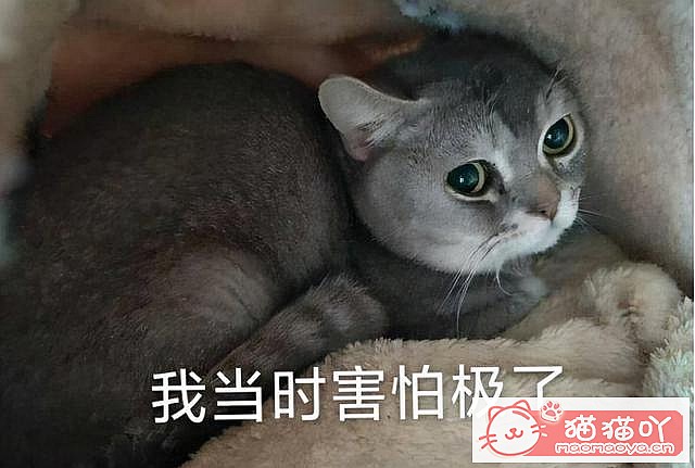 《猫咪应激反应,怎么办?》原文配图1