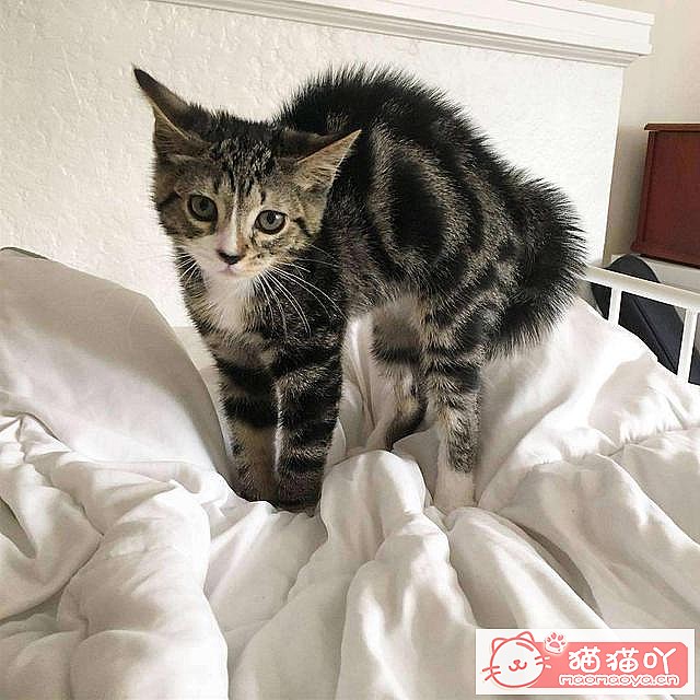 《猫咪应激反应,怎么办?》原文配图2
