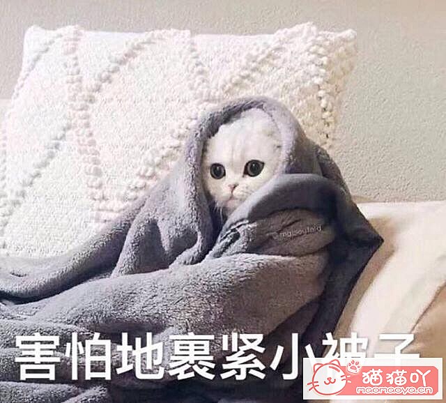 《猫咪应激反应,怎么办?》原文配图4