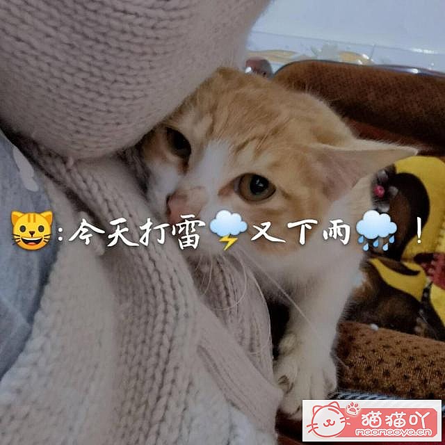 《猫咪应激反应,怎么办?》原文配图3