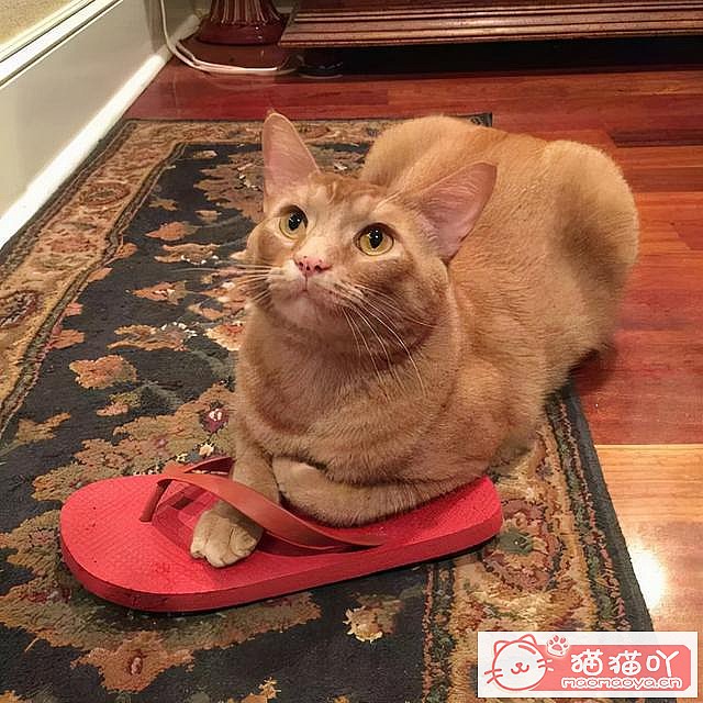 《猫咪应激反应,怎么办?》原文配图5