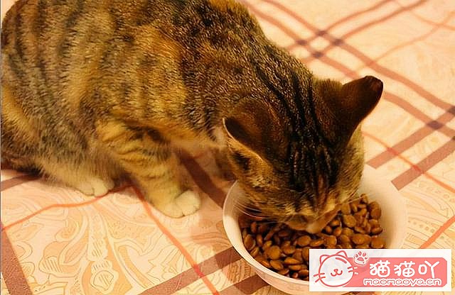 《猫咪应激反应,怎么办?》原文配图8